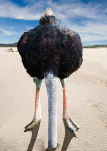 ostrich